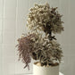 TSUBOMIPlantArts`卯月April`