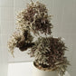TSUBOMIPlantArts`卯月April`