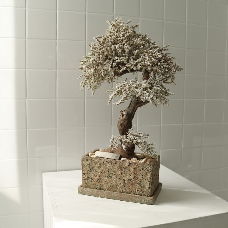 TSUBOMIPlantArts`霜月November`