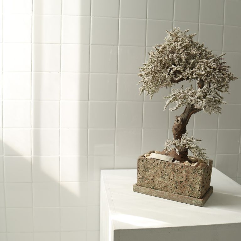 TSUBOMIPlantArts`霜月November`