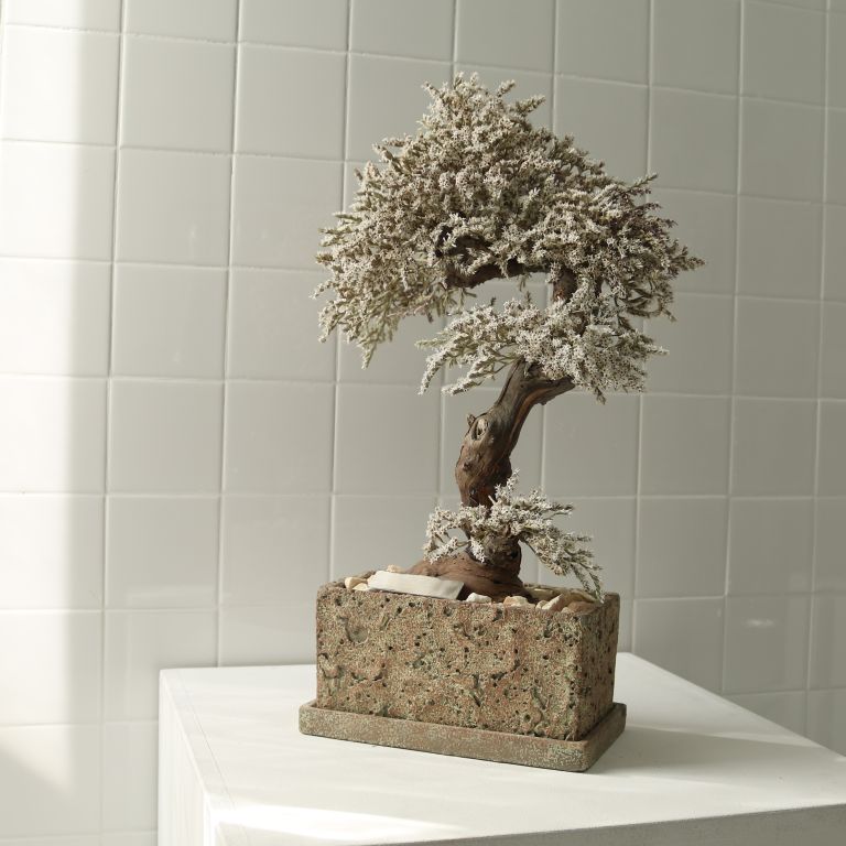 TSUBOMIPlantArts`霜月November`