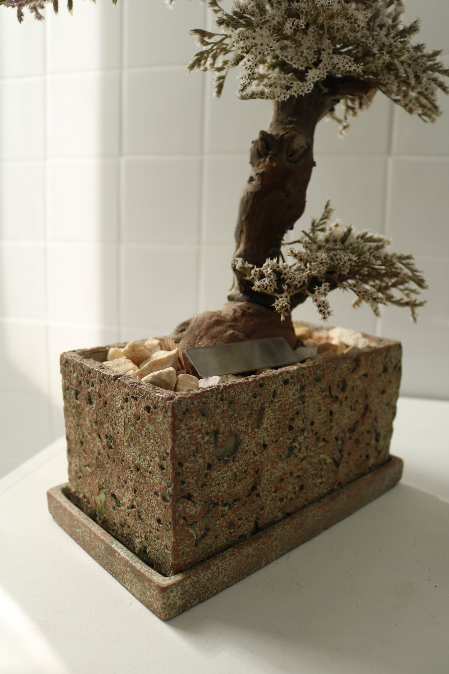 TSUBOMIPlantArts`霜月November`