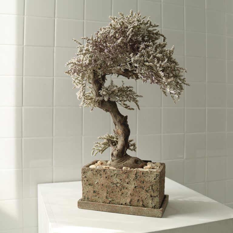 TSUBOMIPlantArts`霜月November`