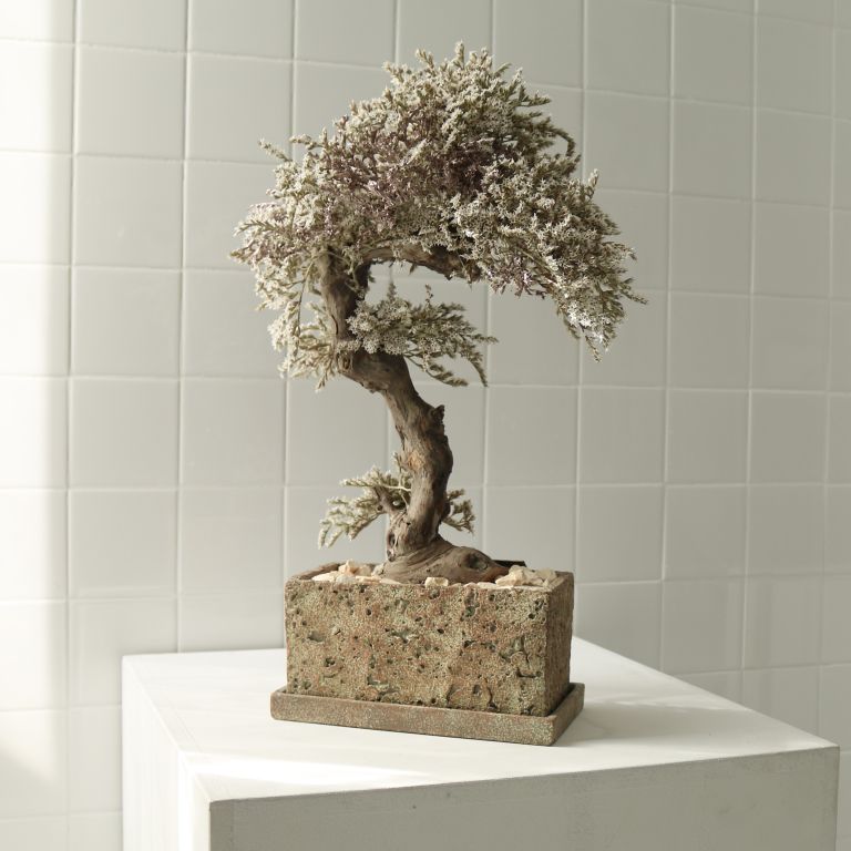 TSUBOMIPlantArts`霜月November`