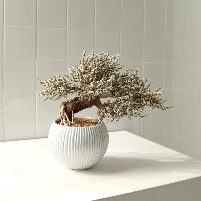 TSUBOMIPlantArts`如月February`