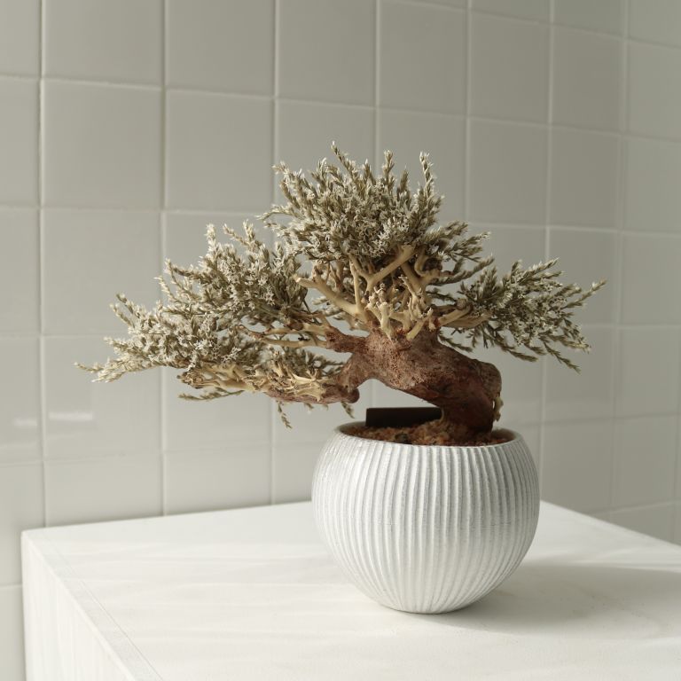 TSUBOMIPlantArts`如月February`