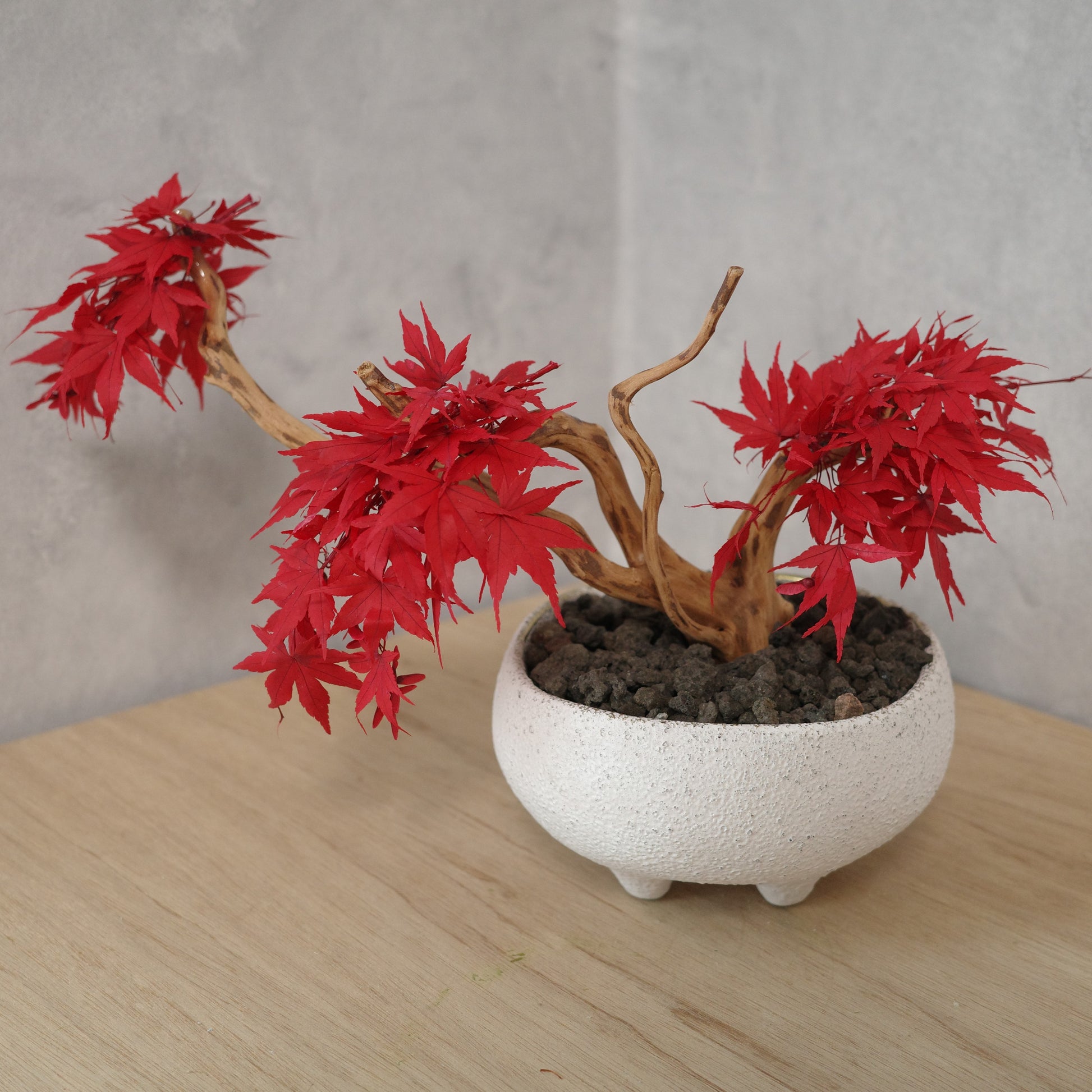 アート盆栽