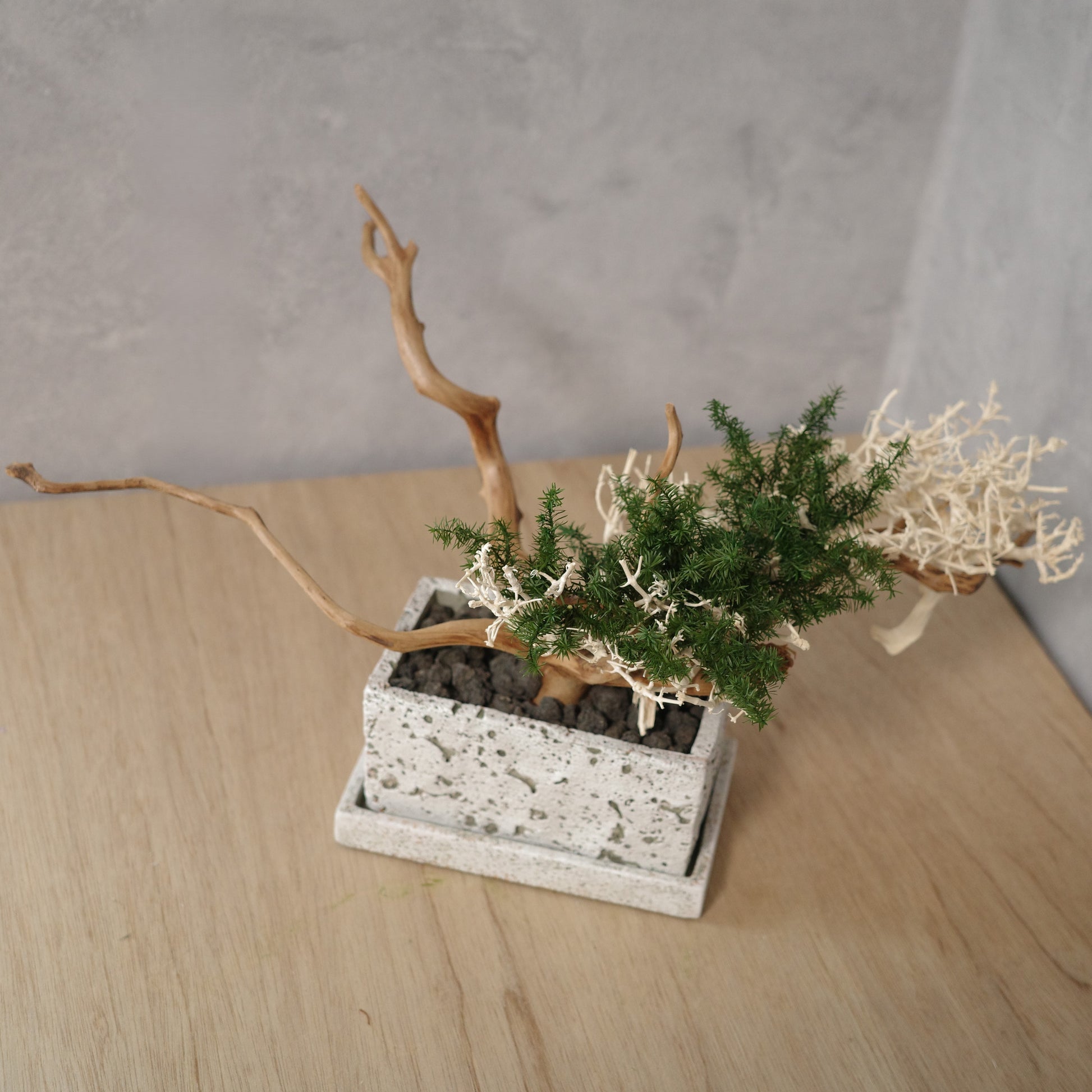 アート盆栽