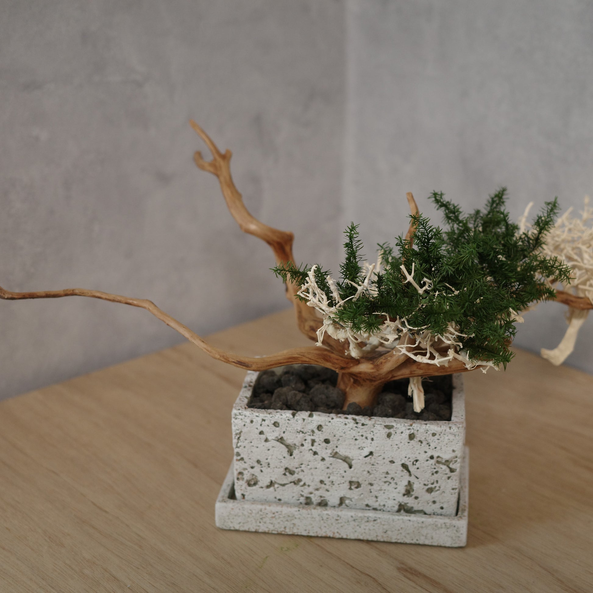 アート盆栽
